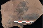 Foto (Detailansicht) von Xylomites lignitum Ettingshausen (NHMW-GEO-2024-0188-0051a)